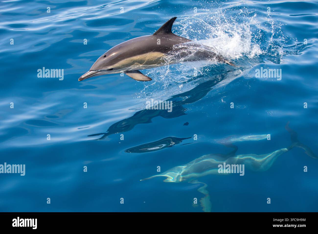 Schwarm von Delfinen im südlichen Atlantik Stockfoto