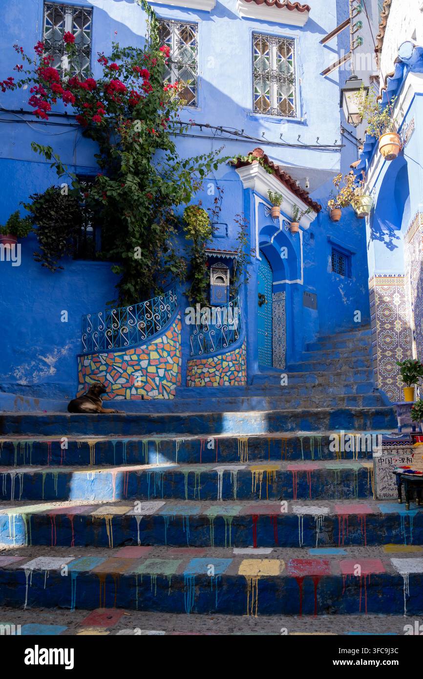 Blaue Häuser und Stufen mit bunten Blumentöpfen und Blumentöpfen in der Medina in Chefchaouen, Marokko. Stockfoto