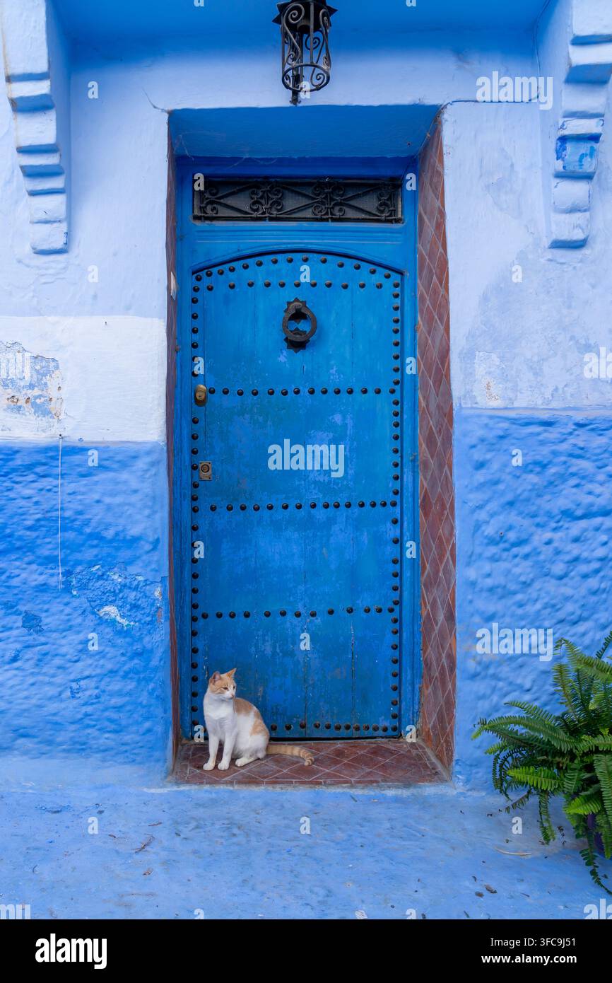 Eine Katze sitzt vor einer blauen Tür in Chefchaouen, Marokko, Afrika. Chefchaouen ist als die "Blaue Stadt" bekannt und beherbergt viele Katzen. Stockfoto