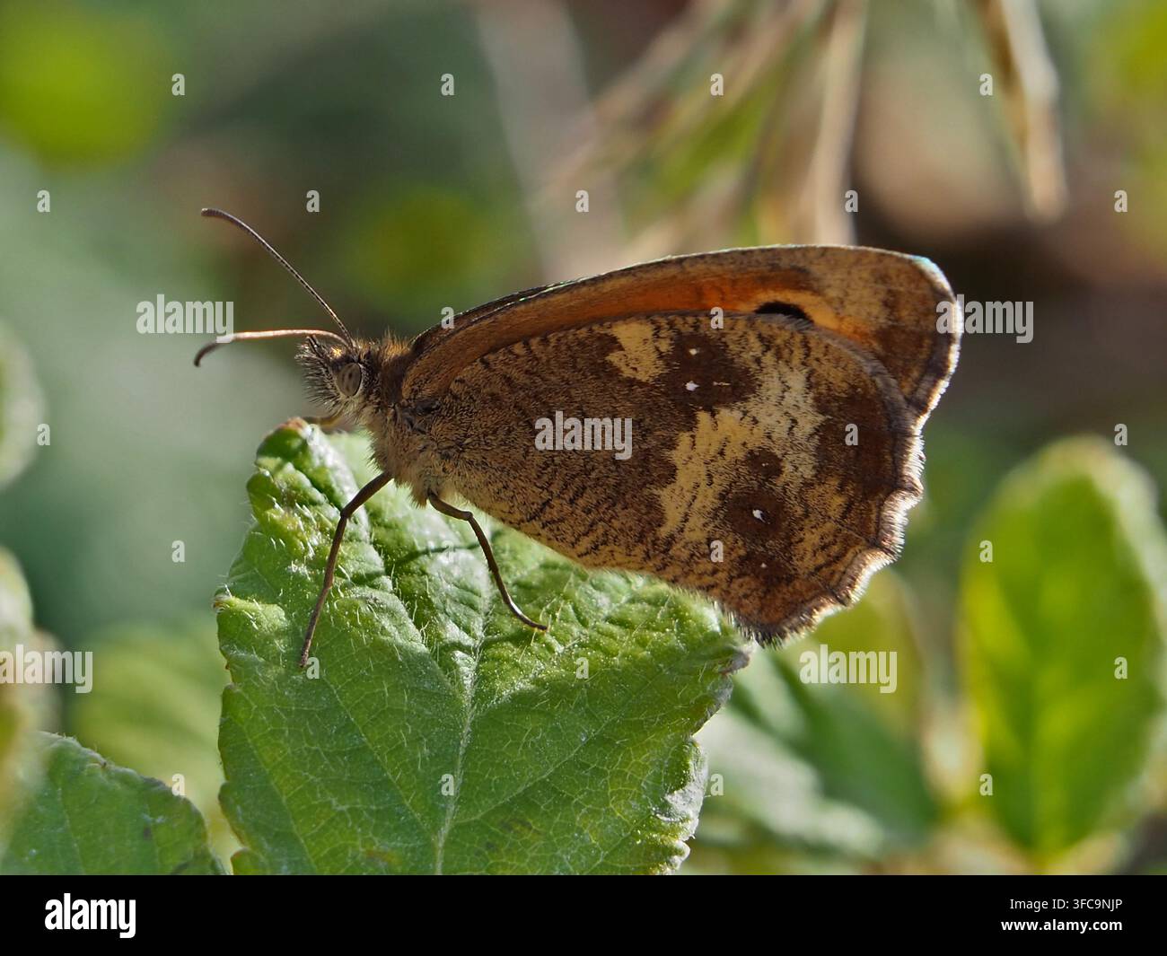 Isolierte ventrale Nahaufnahme eines Gatekeeper (Pyronia tithonus) oder Heckenbraun, der im Juli in Deutschland auf einem Brombeerblatt (Rubus fructicosus L.) sitzt. Stockfoto