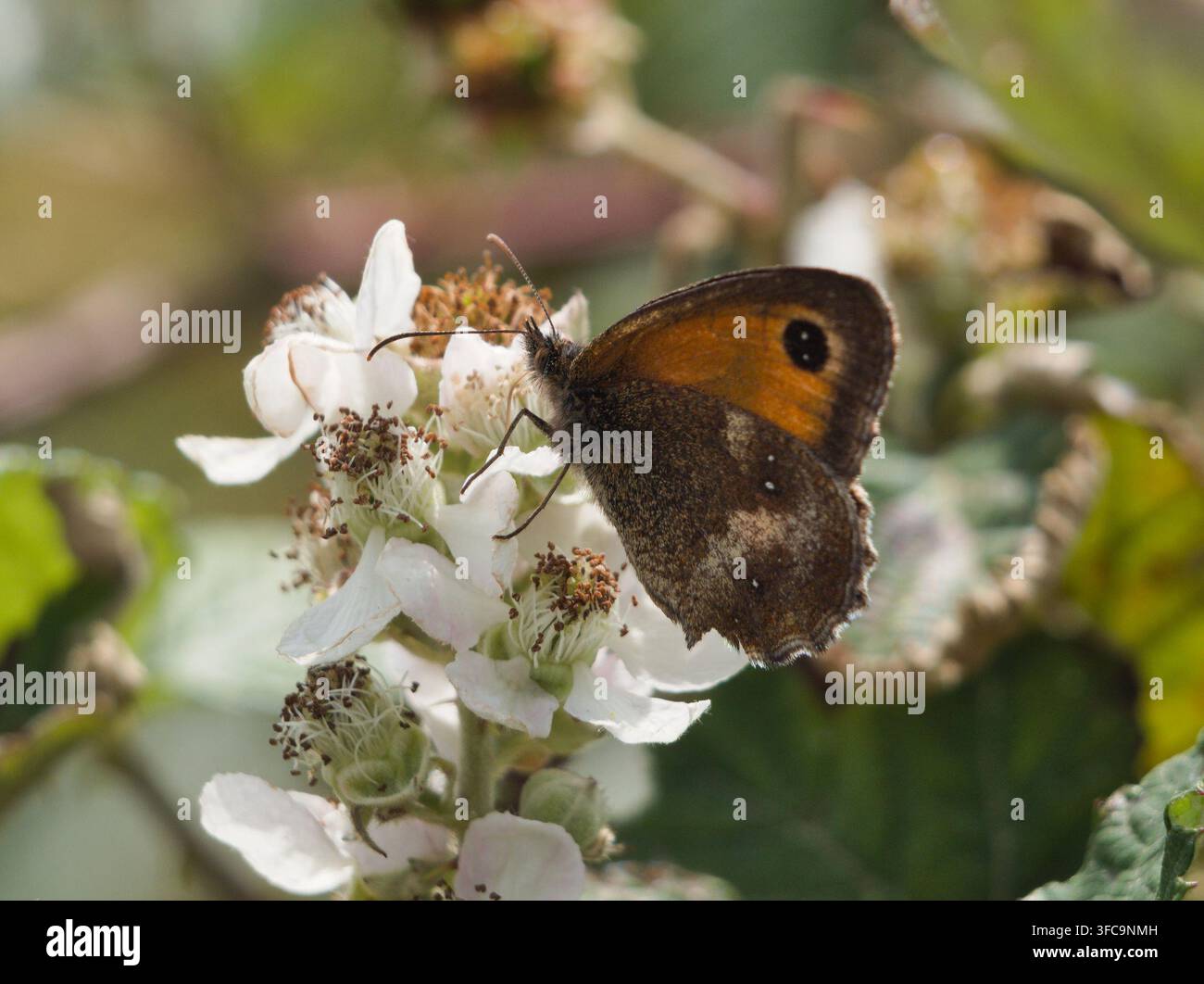 Isolierte ventrale Nahaufnahme eines Gatekeeper (Pyronia tithonus) oder Heckenbraun, der im Juli in Deutschland auf einer Brombeere (Rubus fructicosus L.) sitzt. Stockfoto