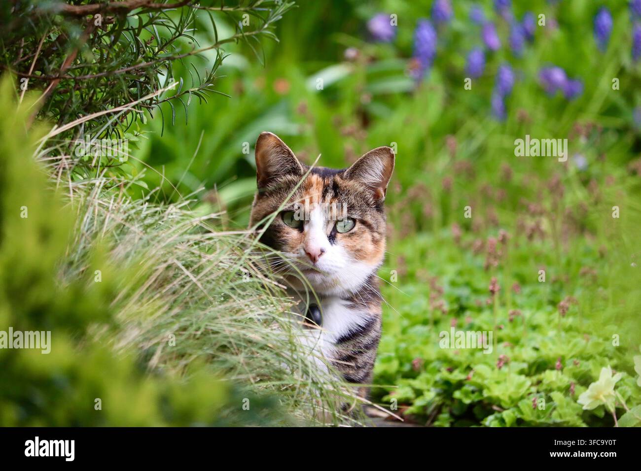 Bild einer Schildpatt- und weißen Katze, die an einem sonnigen Frühlingsnachmittag über einige Büsche und Gräser späht. Stockfoto