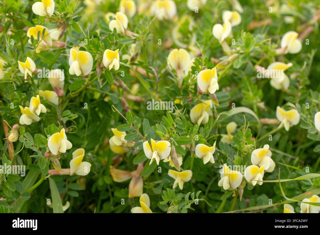 Nahaufnahme von Gelber Wicke - Vicia Lutea - Wildblumen, die auf einem sonnigen Feld blühen Stockfoto