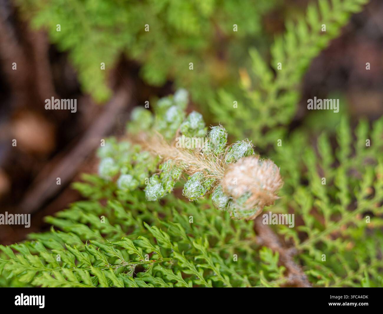 Entfaltendes weiches Schildfarn-Rohr (Polystichum setiferum) mit silbernen Schuppen zwischen spitzen grünen Farnblättern. Stockfoto