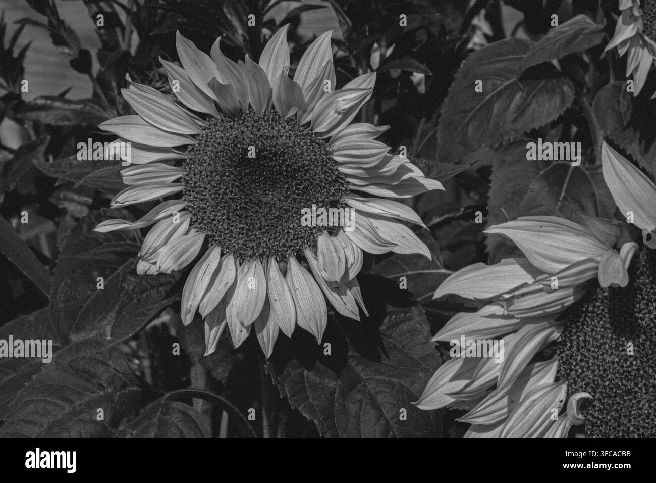 Monochromes Bild von riesigen Sonnenblumen, die in hellem Sonnenlicht auf den Ardenwood Farms in Fremont, Kalifornien, blühen. Stockfoto