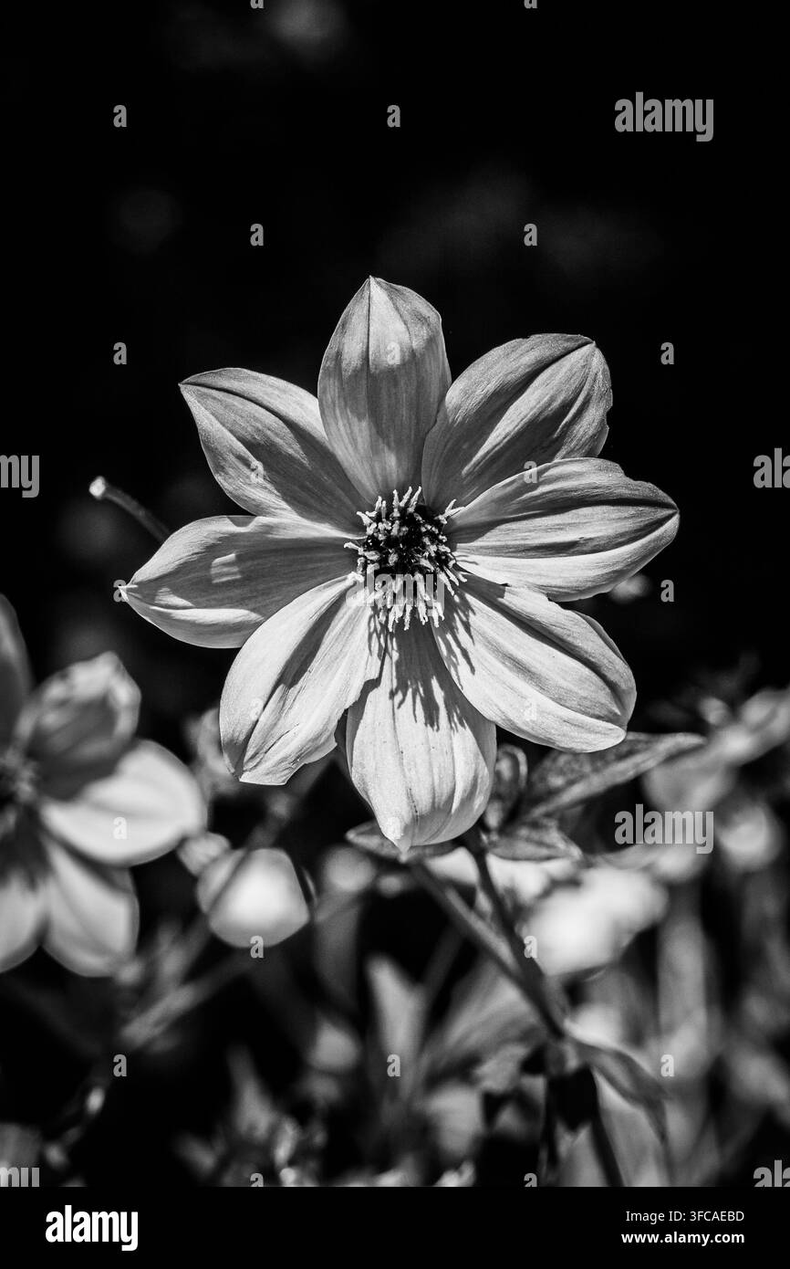 Eine Dahlienblüte erblüht bei hellem Sonnenschein im Elizabeth Gimble Gardens, Palo Alto, Kalifornien. Stockfoto