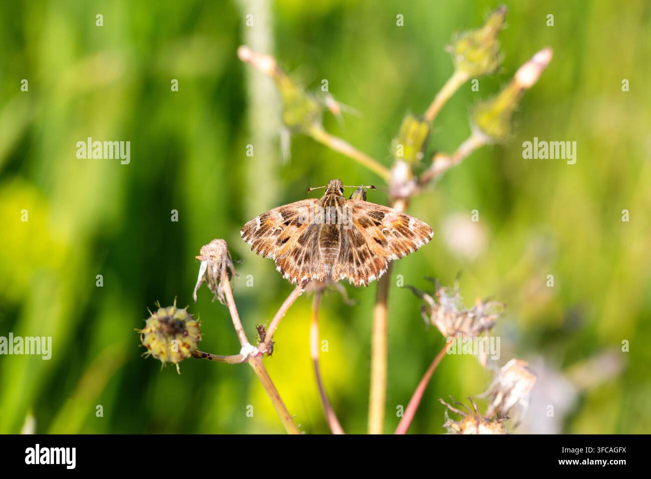 Kleiner Brauner Mallow-Skipperfalter ruht auf einer Wildpflanze in einer sonnigen Wiese Stockfoto