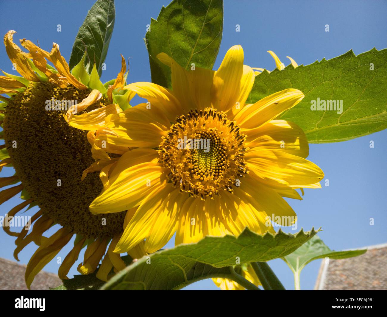 Niedrigwinkelaufnahme von zwei gelben Sonnenblumen, die in verschiedenen Wachstumsstadien vor einem lebendigen blauen Himmel blühen. Stockfoto