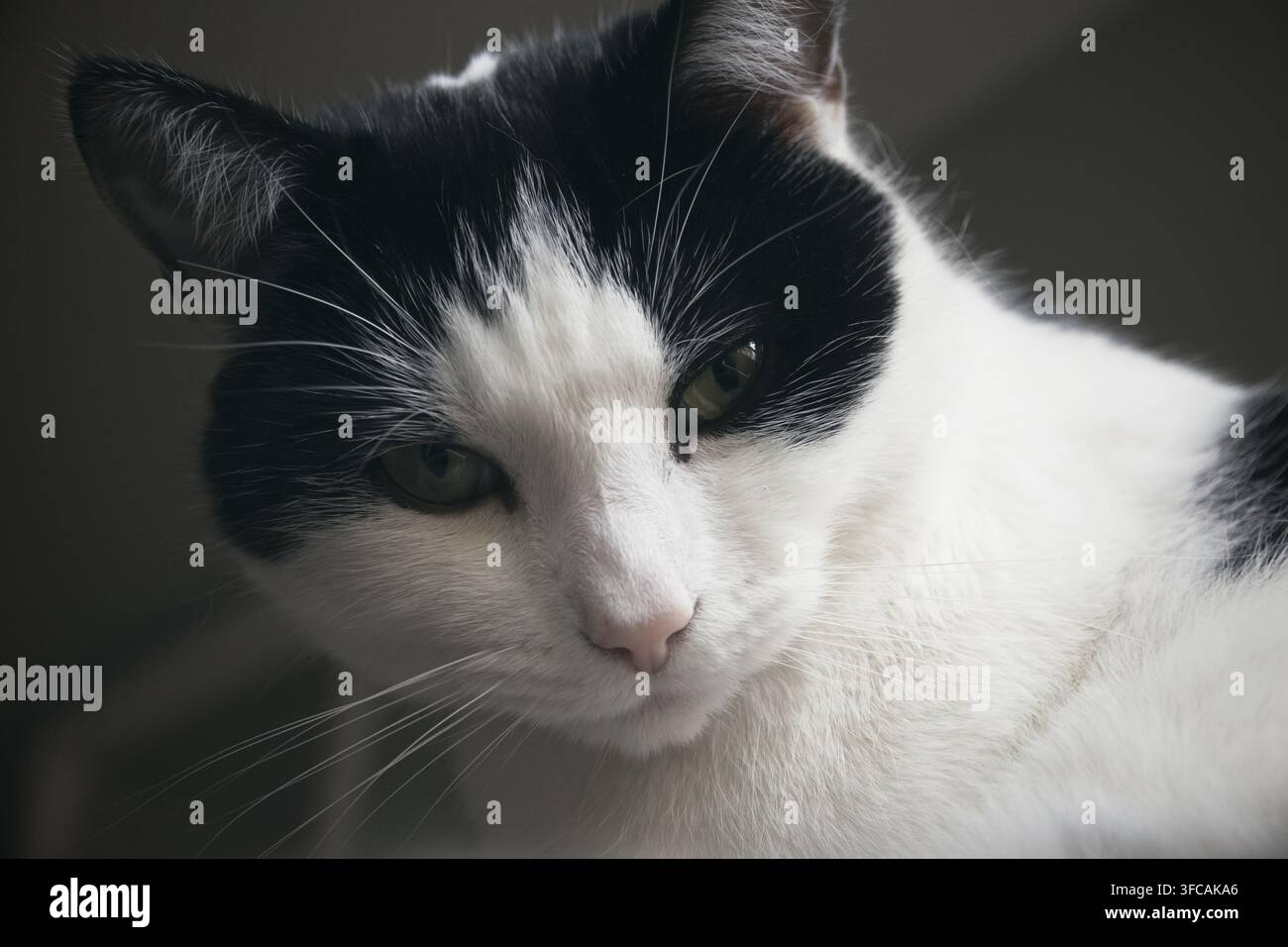 Porträt einer schwarzweißen Katze, Nahaufnahme Stockfoto