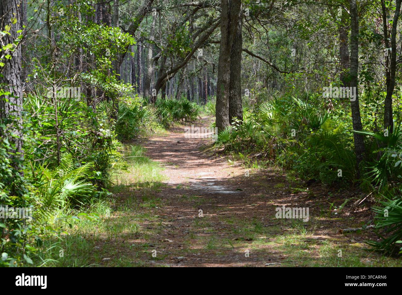 Florida Wildlife Ausgetretener Pfad im Florida-Wald Stockfoto