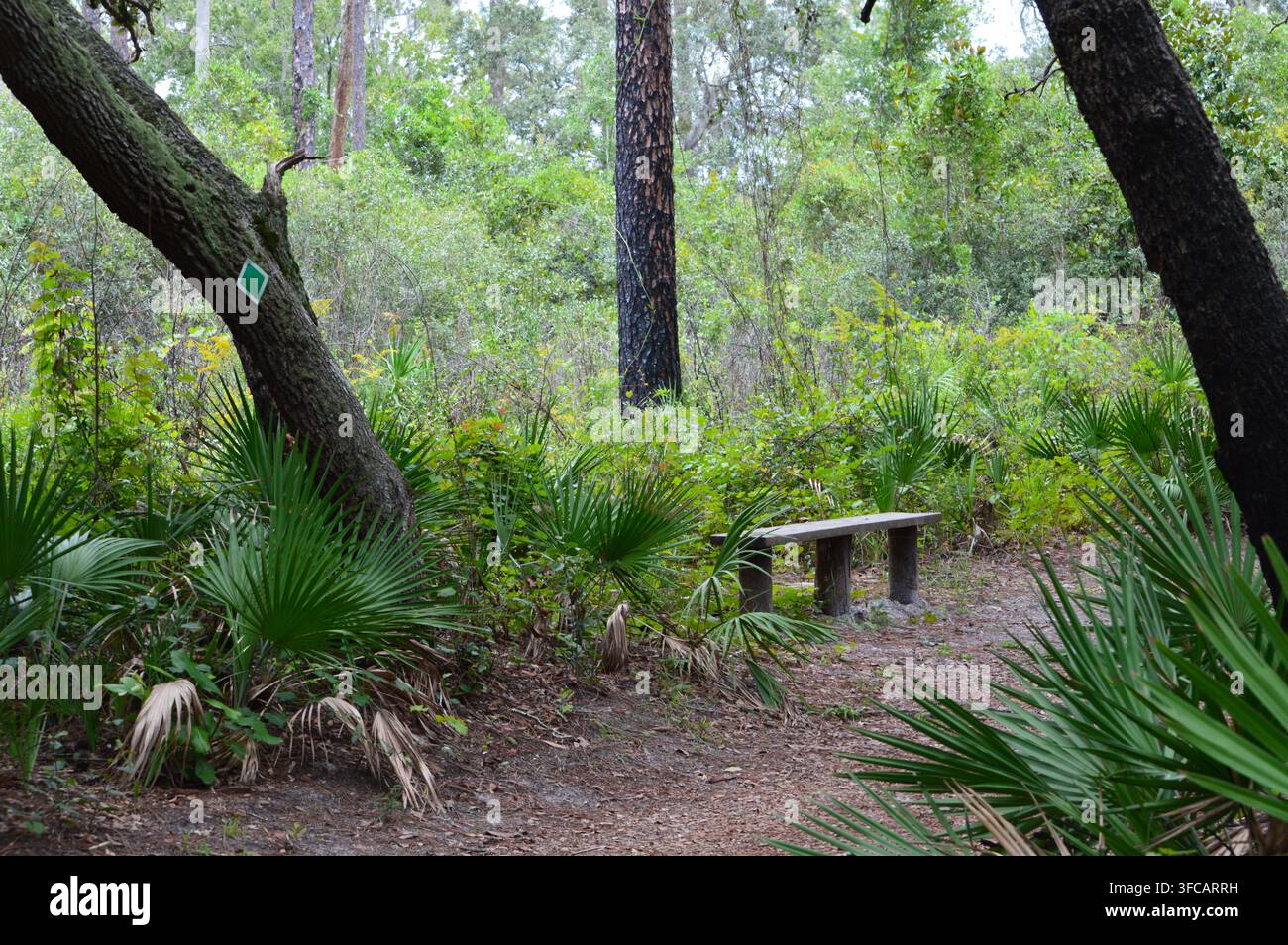 Florida-Wildtierbank auf Waldweg Stockfoto