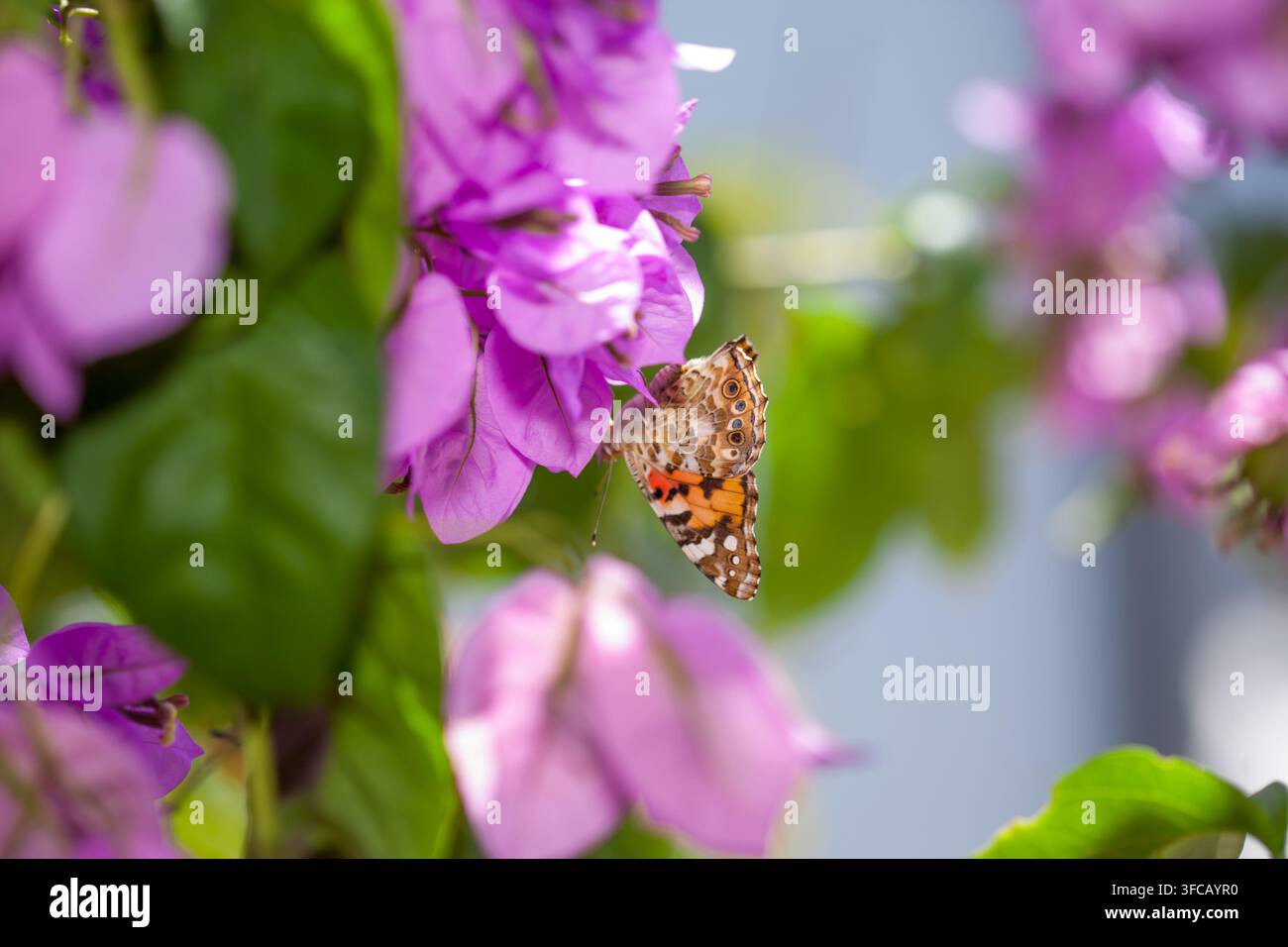 Nahaufnahme eines Schmetterlings der Art Vanessa cardui, der auf leuchtend rosa Bougainvillea-Blüten ruht, umgeben von grünen Blättern und einem sanft verschwommenen Hintergrund, zeigt Stockfoto