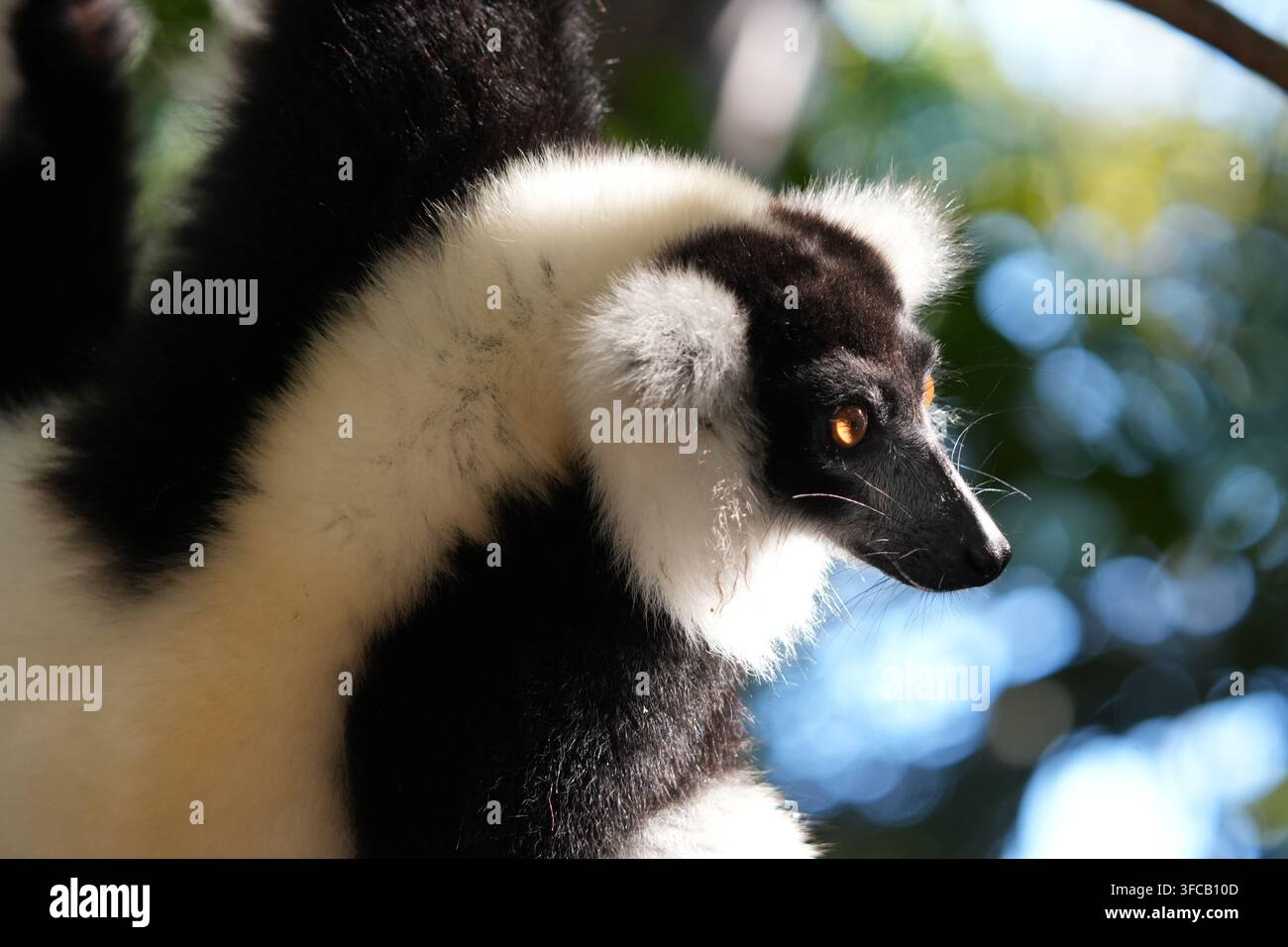schwarz-weiß-Ruffed lemur Stockfoto