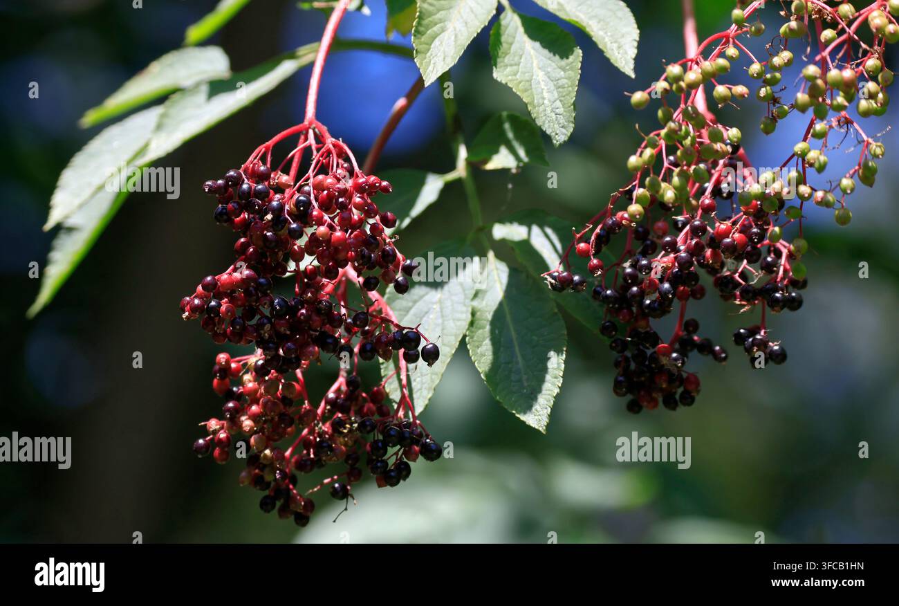 Reifende Holunderbeeren (Sambucus nigra) an einem Baum, UK. Juli Sommer Stockfoto