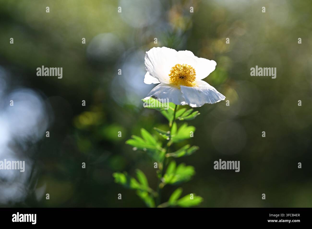 Schöne kalifornische Baum-Mohnblume im hellen Gegenlicht. Durchscheinende weiße Blütenblätter mit weichem Bokeh-Hintergrund Stockfoto
