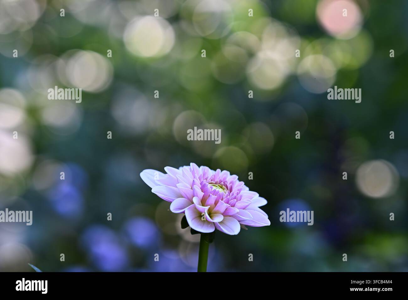 Weiche lila Dahlienblüte unten in der Mitte mit leuchtenden Bokeh-Kugeln im Hintergrund. Nahaufnahme mit großem Kopfraum oben für Text. Stockfoto