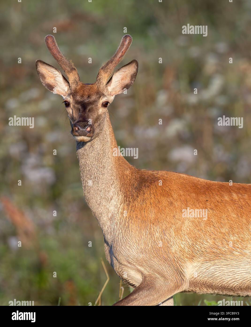 Junger roter Hirsch mit wachsenden Samthörnern im Nahaufnahme-Porträt Stockfoto