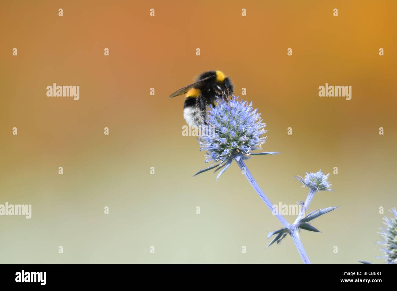 Bumblebee auf einer purpurfarbenen Distel mit Bokeh-Hintergrund aus orangefarbenen Blumen. Stockfoto
