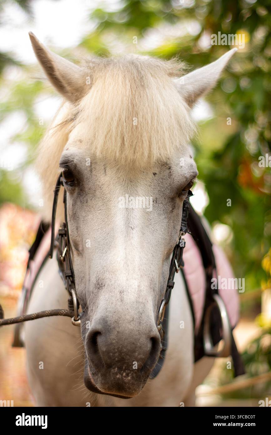 Weißes Pferd, Nahaufnahme-Porträt mit Zaumzeug, blickt direkt in die Kamera im Freien in einer natürlichen grünen Umgebung. Stockfoto
