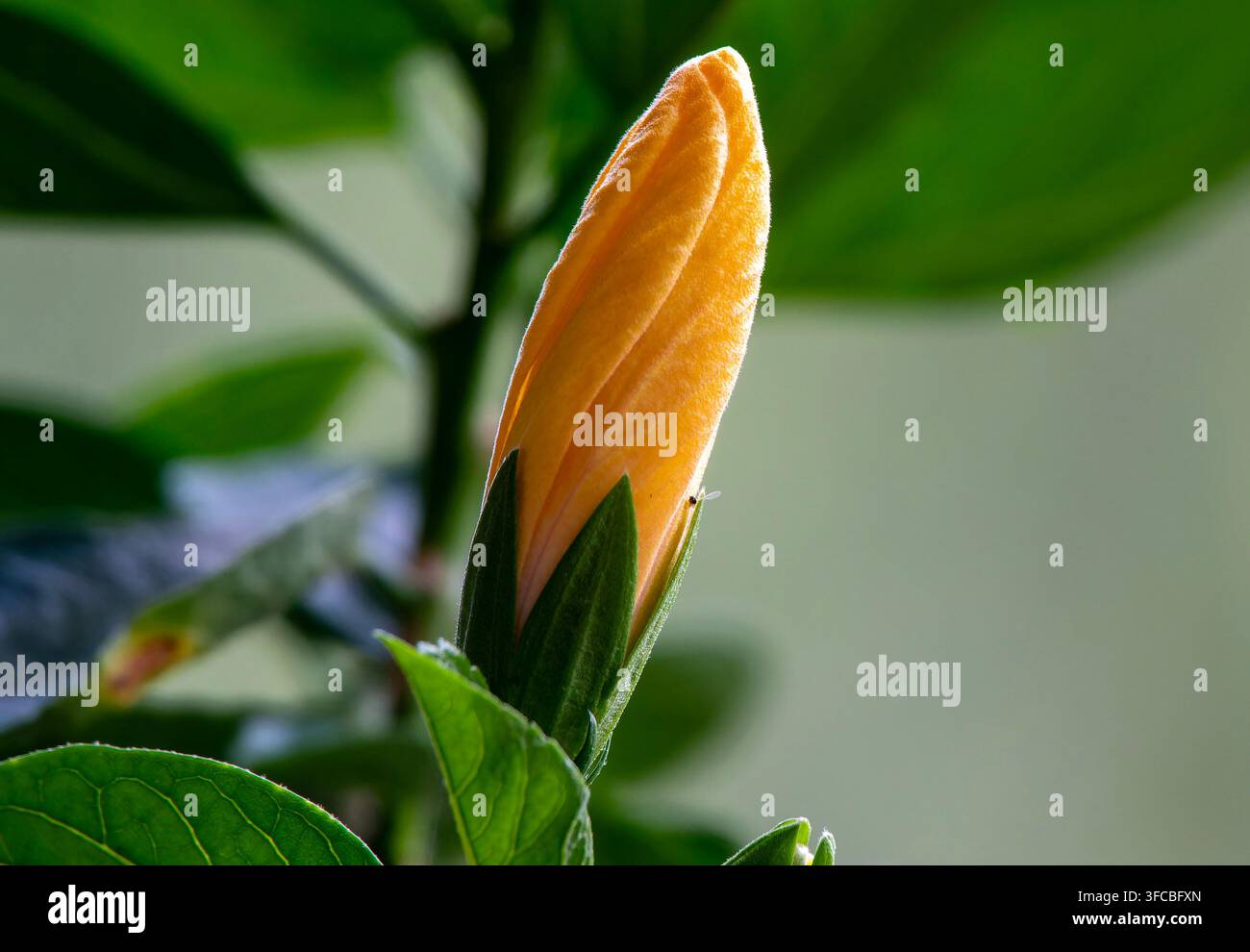 Hibiskusknospe ruht gegen grünes Laub. Stockfoto