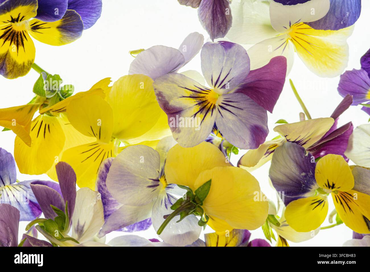 Essbare Blumen in einer lebendigen Farbvielfalt angeordnet, mit zarten Blütenblättern und kunstvollen Mustern, überlappende Komposition, einfarbiger weißer Hintergrund, so Stockfoto