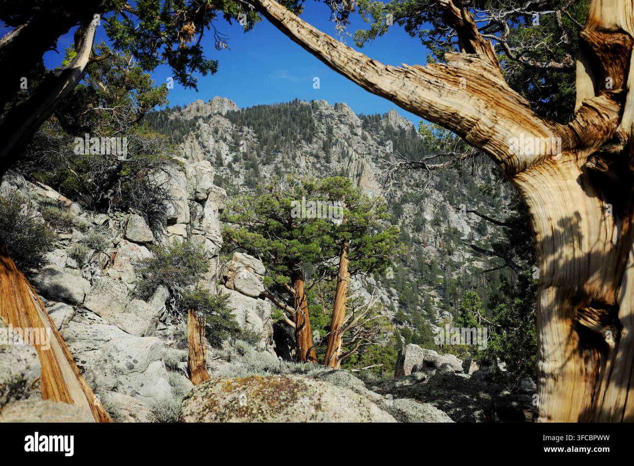 Schroffe Granitklippen, eingerahmt von alten verdrehten Kiefern entlang des Pacific Crest Trail Stockfoto
