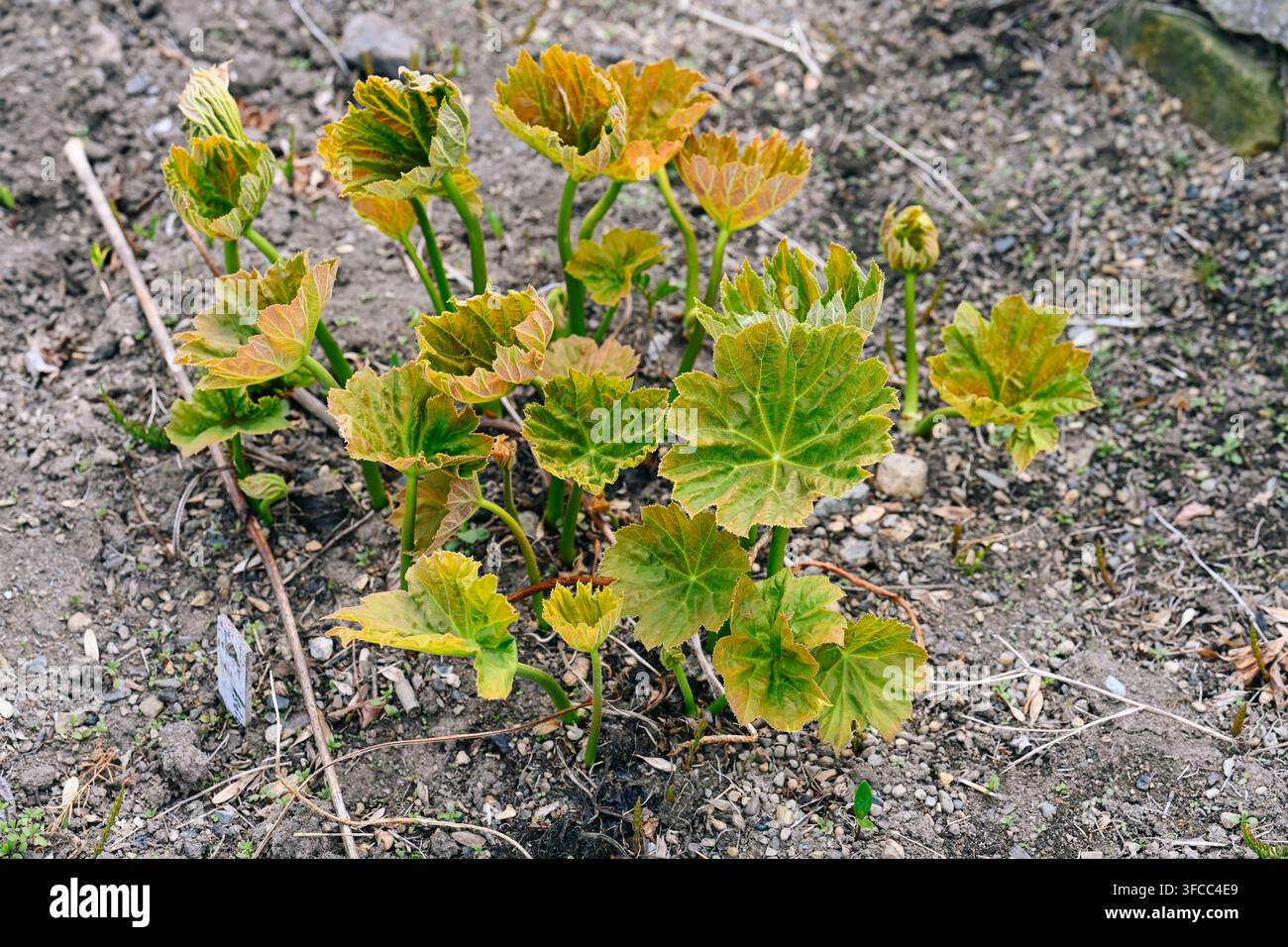 Junge grüne und orangefarbene Blätter von Astilboides tabularis entfalten sich auf dem Boden mit unscharfem Boden-Hintergrund in einem Frühlingsgarten. Stockfoto