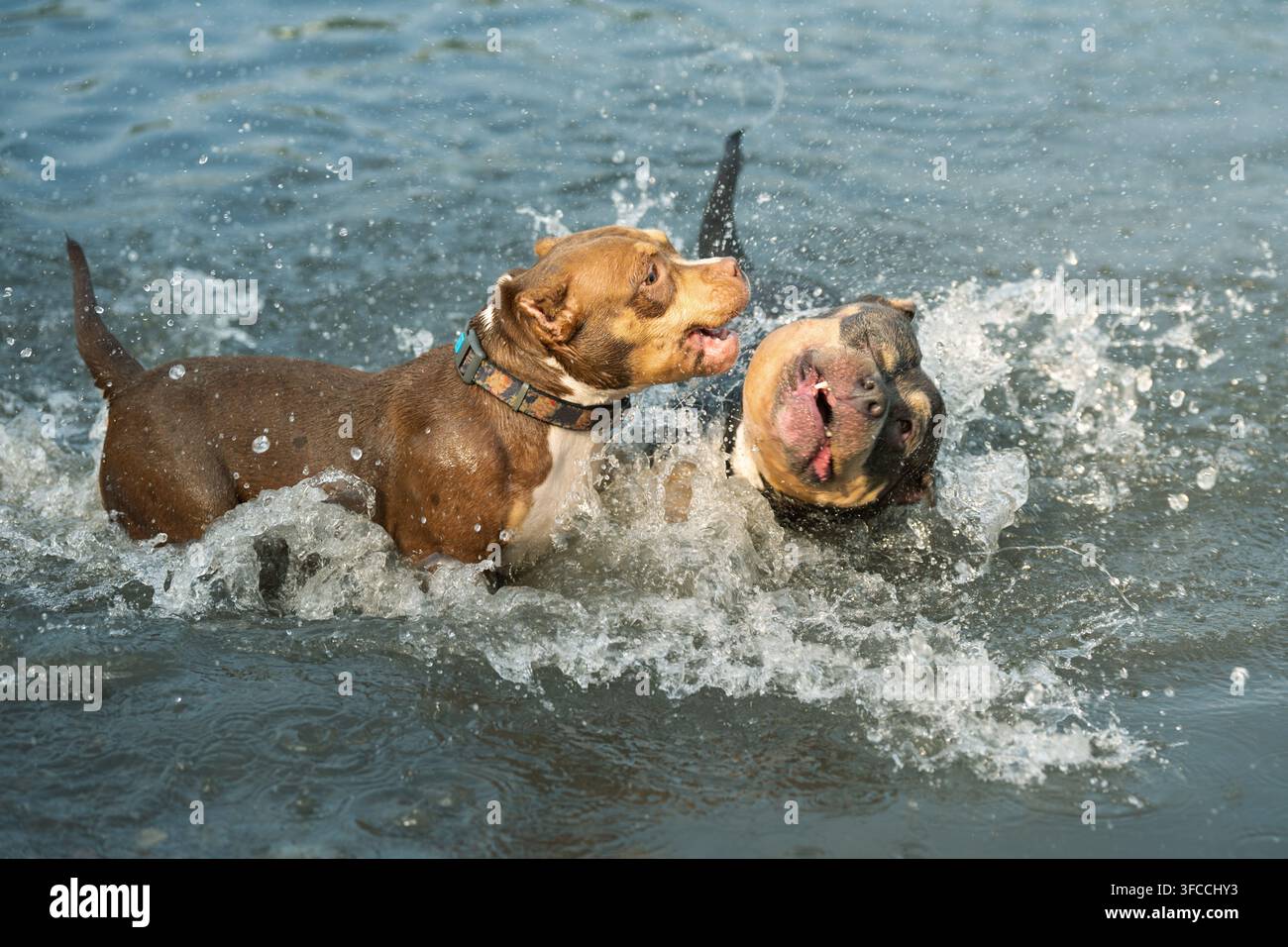 Ein dynamisches Close-Up, das ein Paar nasse reinrassige Kurzhaar-Pets zeigt, die spielerisch kämpfen und einen riesigen Sprühregen aus gefrorenen Wassertropfen erzeugen. Aktive Ca Stockfoto