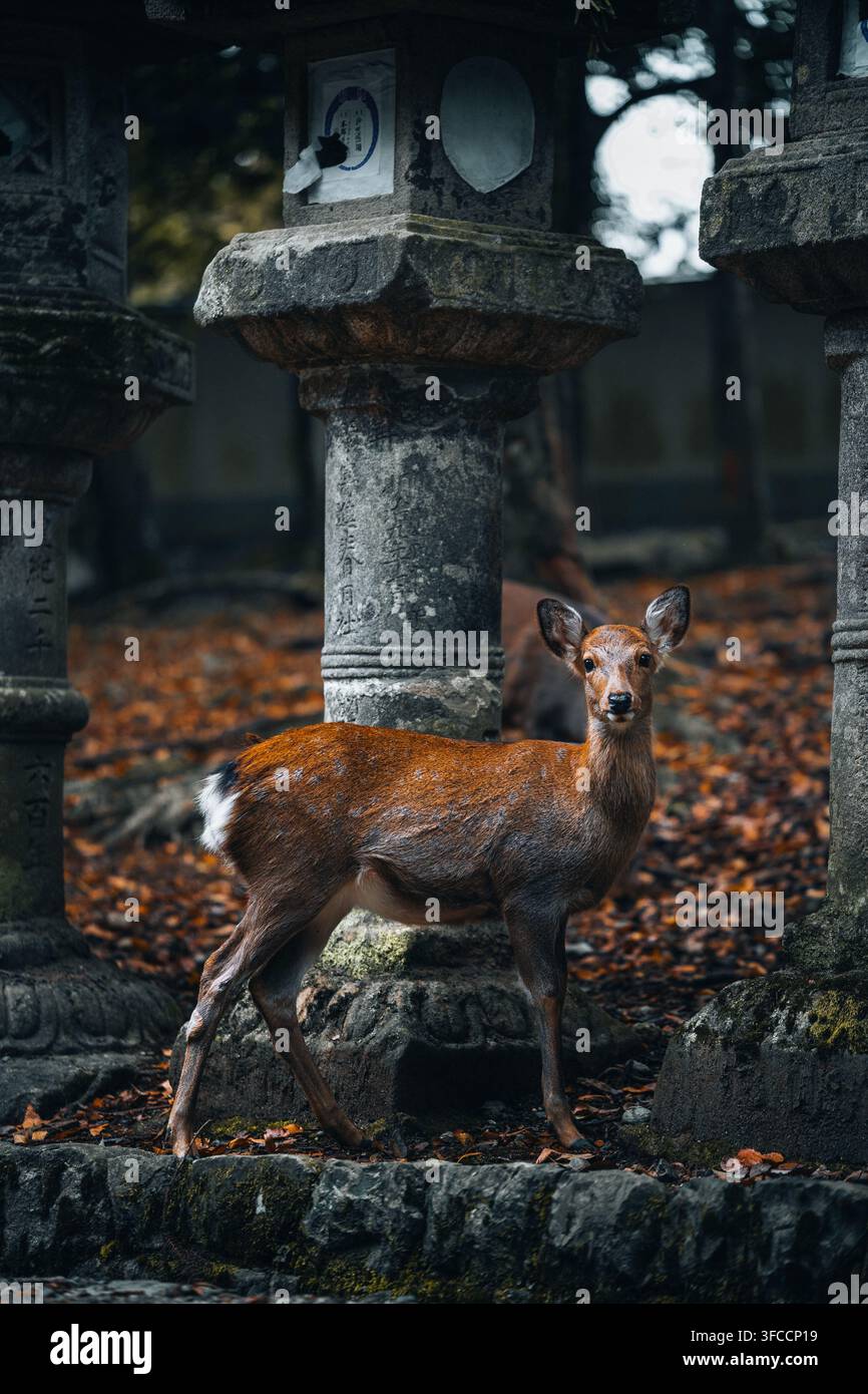 Sika-Hirsch neben historischen Steinlaternen im Nara-Park, Nara, Japan. Stockfoto