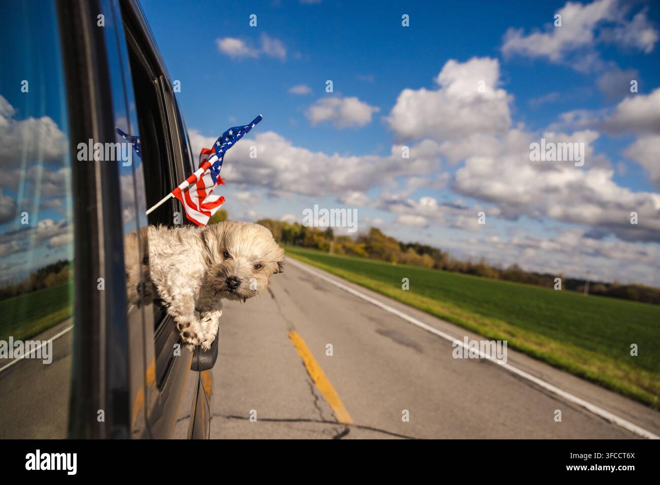 Flauschiger Welpe schaut aus dem Autofenster mit amerikanischer Flagge auf ländlicher Straße Stockfoto