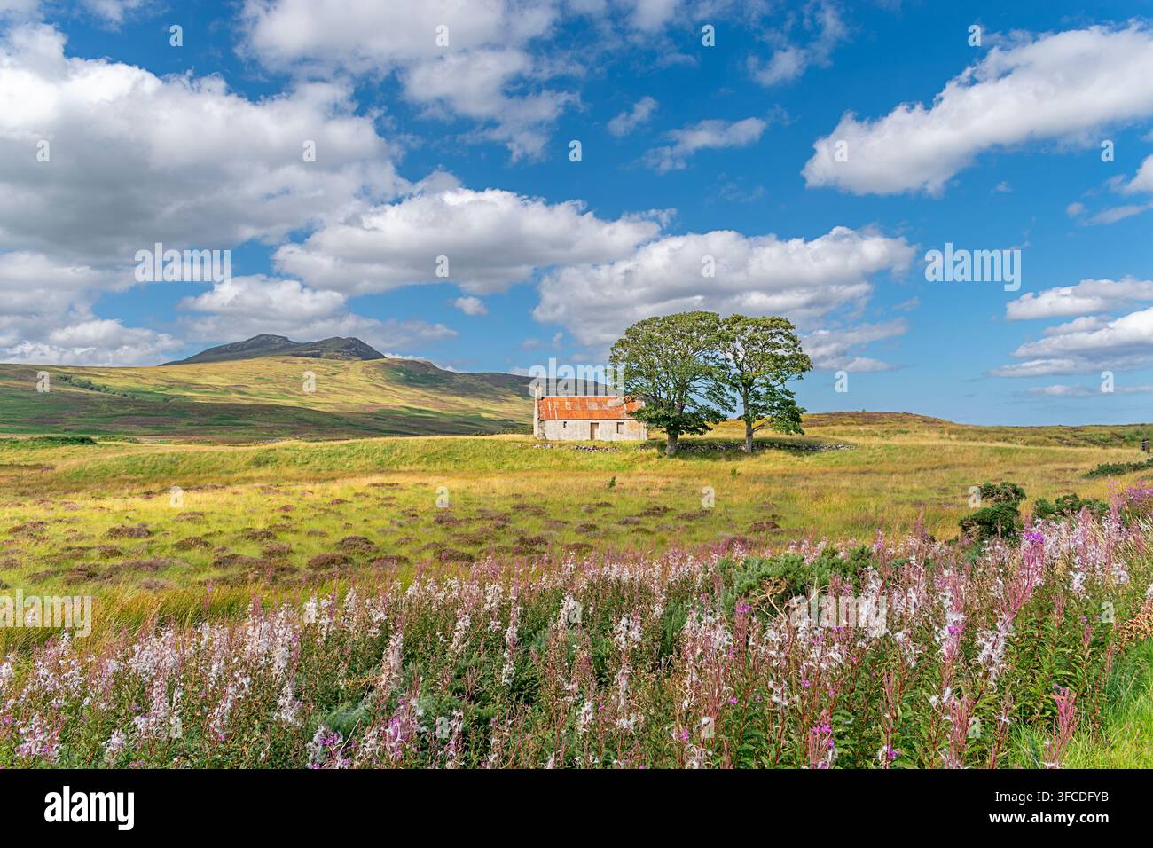 Verlassenes Croft-Haus Sutherland Schottland Spätsommerszene mit Rosenblatt-Widderlöschenblüten Chamerion angustifolium Stockfoto
