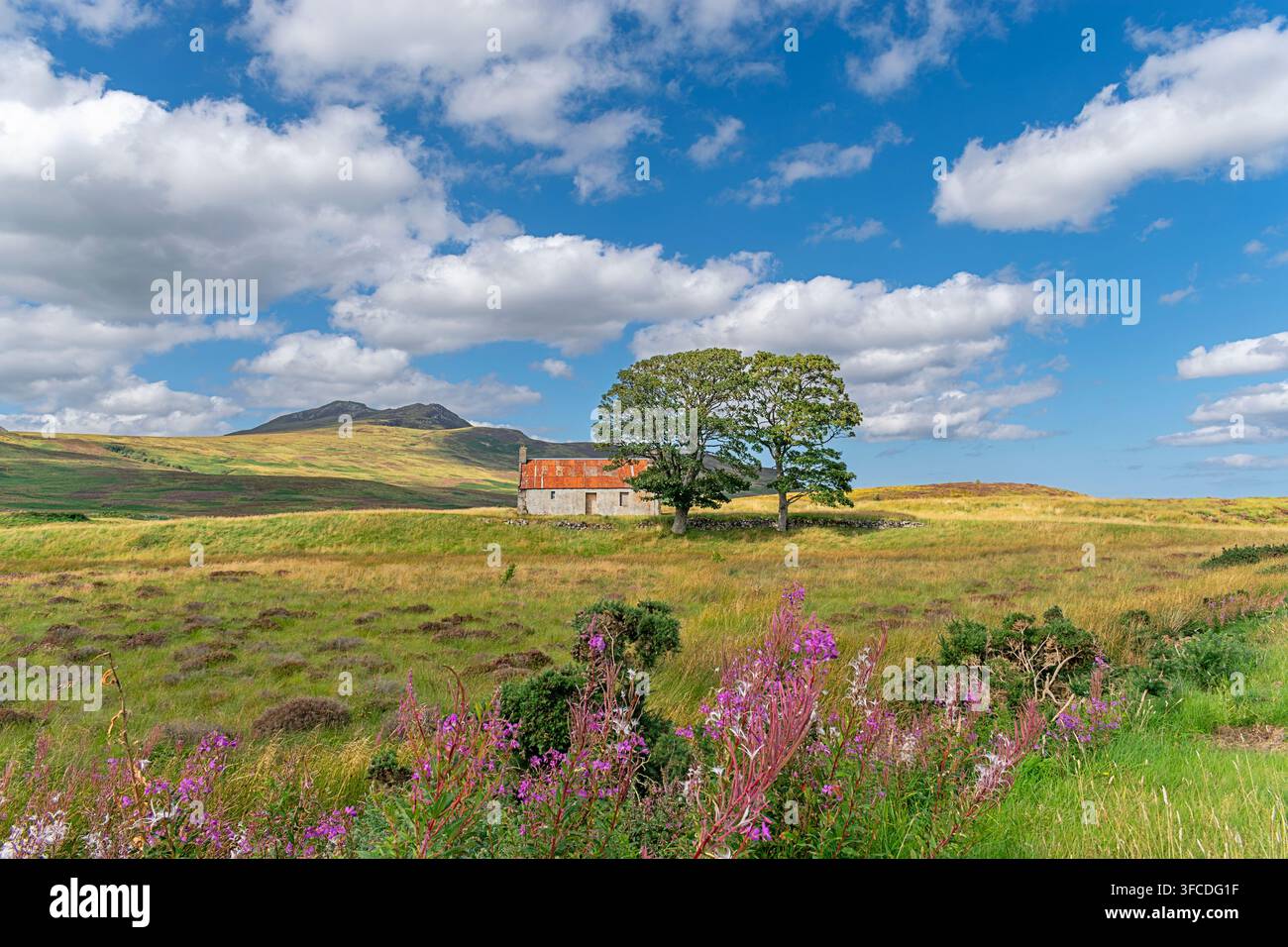 Verlassenes Croft House Sutherland Schottland Sommerszene mit Rosenwolfsmilchblüten Chamerion angustifolium Stockfoto