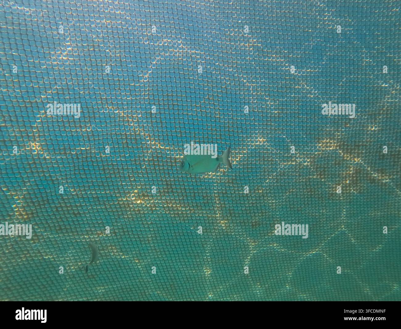 Unterwasseransicht eines Unterwasserschutznetzes mit einem Rundbarsch (Diplodus annularis), der in klarem blauem Wasser schwimmt. Stockfoto