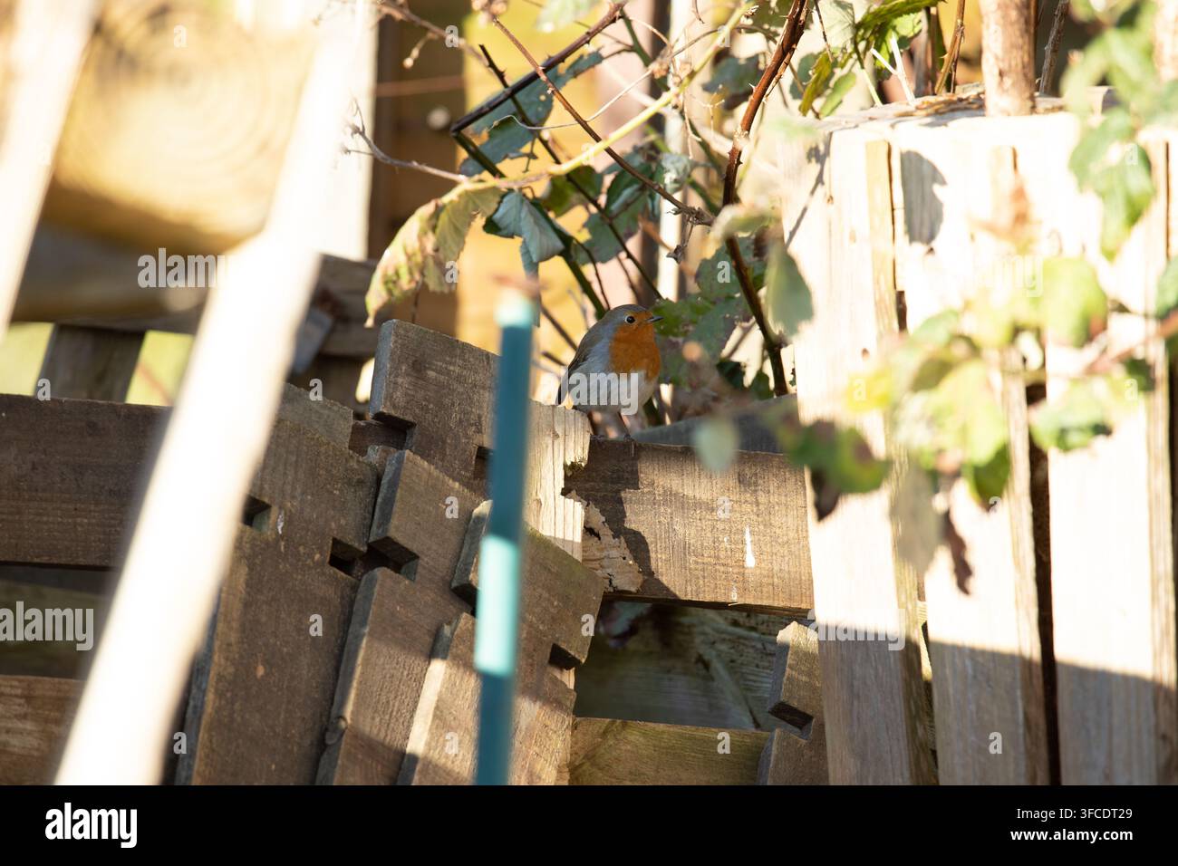 Britischer Rotkehlchen im Garten im Sommer Stockfoto