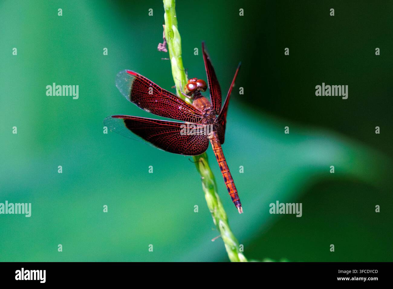 Gemeine Schirmjungfer, Neurothemis fluctuans Libelle, die ruht, Singapur Stockfoto