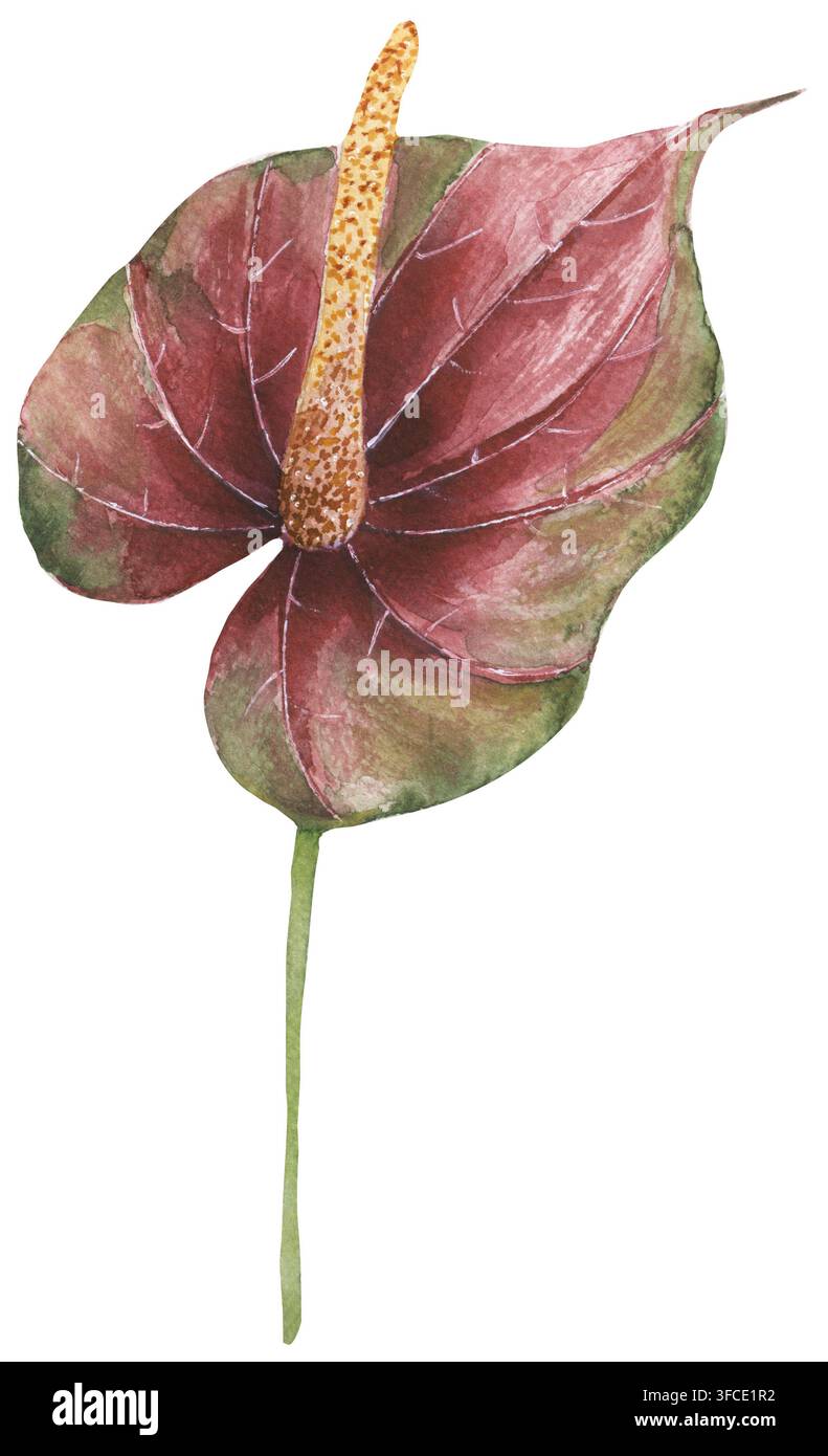 Aquarell handgezeichnete Anthurienblüte rote grüne Illustration, grafische tropische Blumen-Clipart Stockfoto