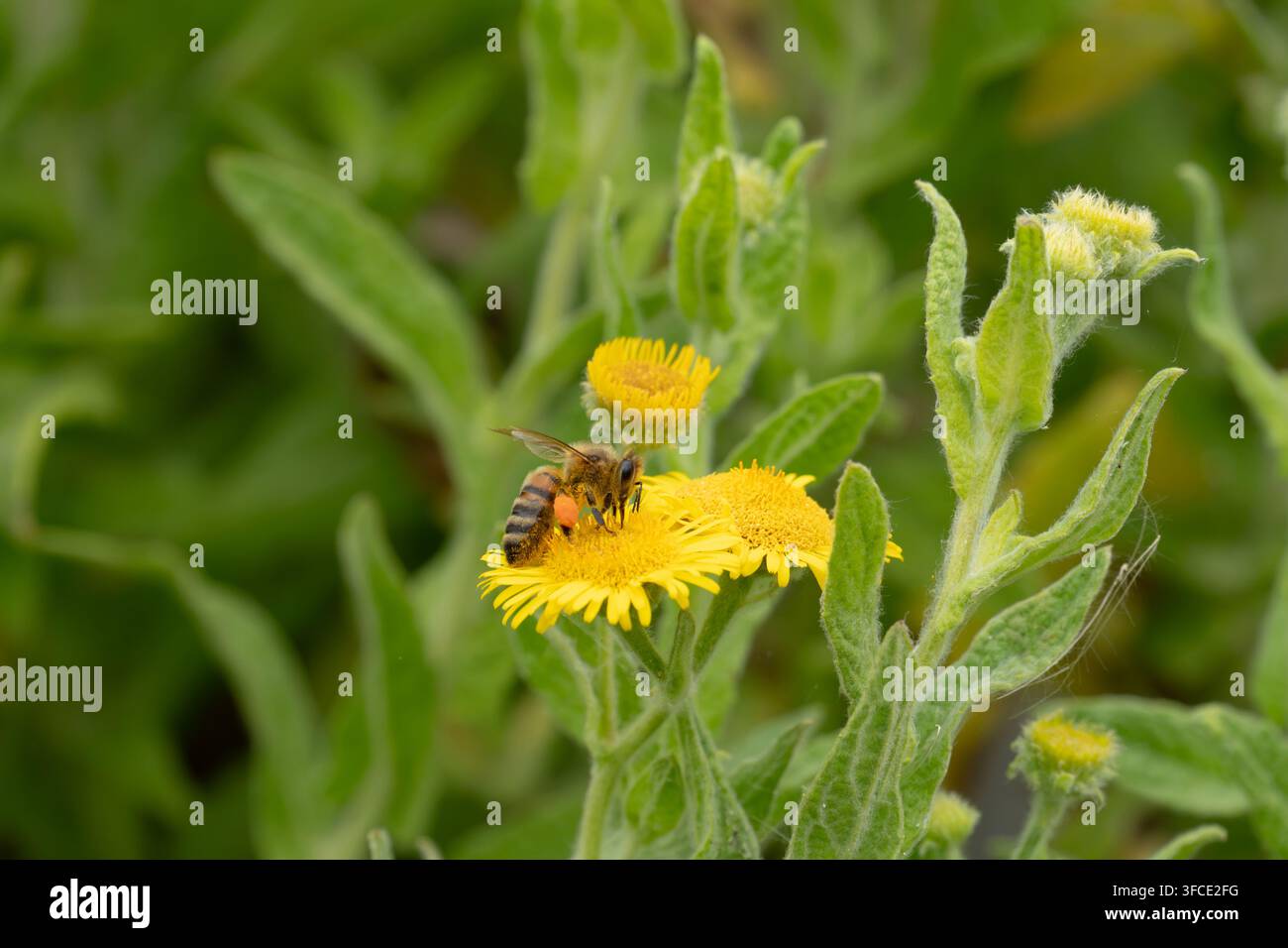 Westliche Honigbiene (Apis mellifera) sammelt Pollen auf einer leuchtend gelben Wildblume in Norfolk, England Stockfoto