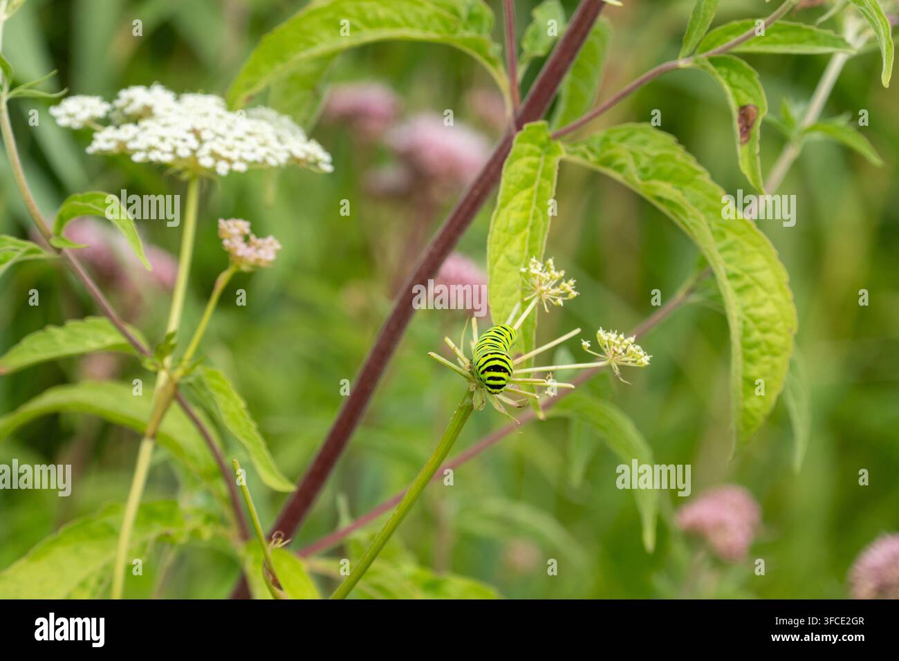 Britischer Schwalbenschwanzfalter-Raupe (Papilio machaon britannicus) frisst an Milchkrauter (Peucedanum palustre) Stockfoto