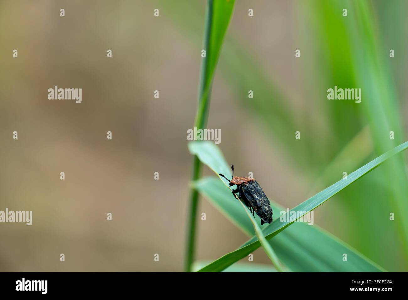 Rotbrustiger Aas Käfer (Oiceoptoma thoracicum) ruht auf einem Schilfrohr Stockfoto