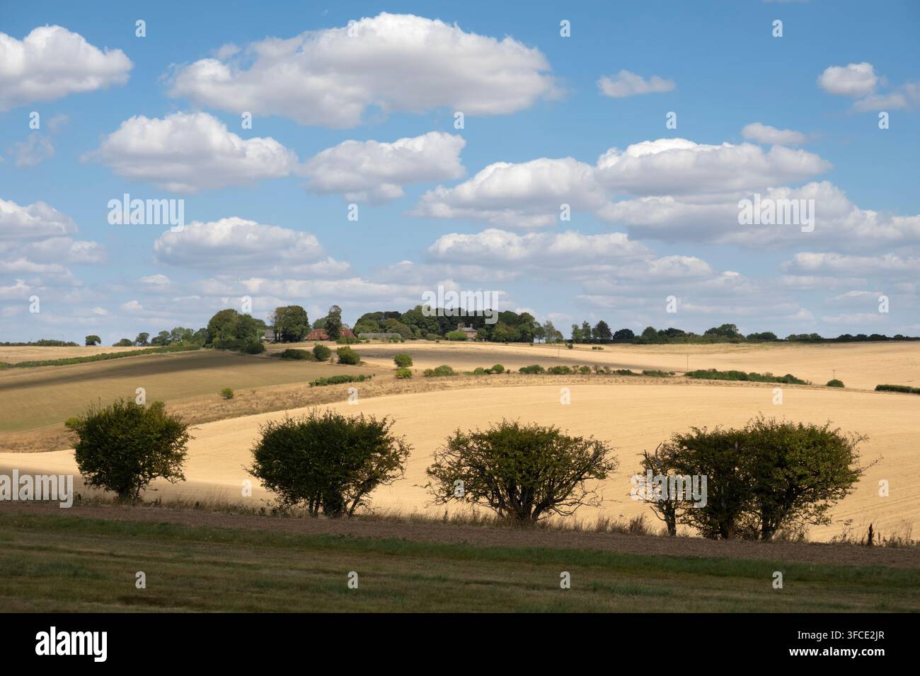 Blick über Maisfelder und Landschaft, East Garston, Berkshire, England, UK Stockfoto