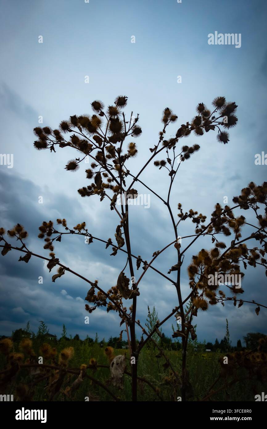 Trockene Klette-Samenköpfe silhouettiert vor einem dramatischen blau-grauen Wolkenhimmel in einer verwilderten Wiese am Ende des Sommers Stockfoto