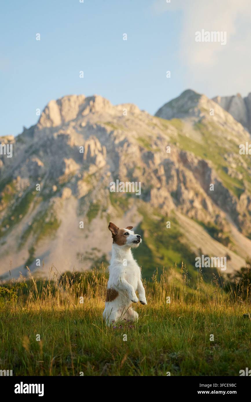 Ein Jack Russell Terrier steht aufrecht mit Bergen im Hintergrund. Sein weißer Pelz kontrastiert mit dem dramatischen felsigen Gelände. Stockfoto