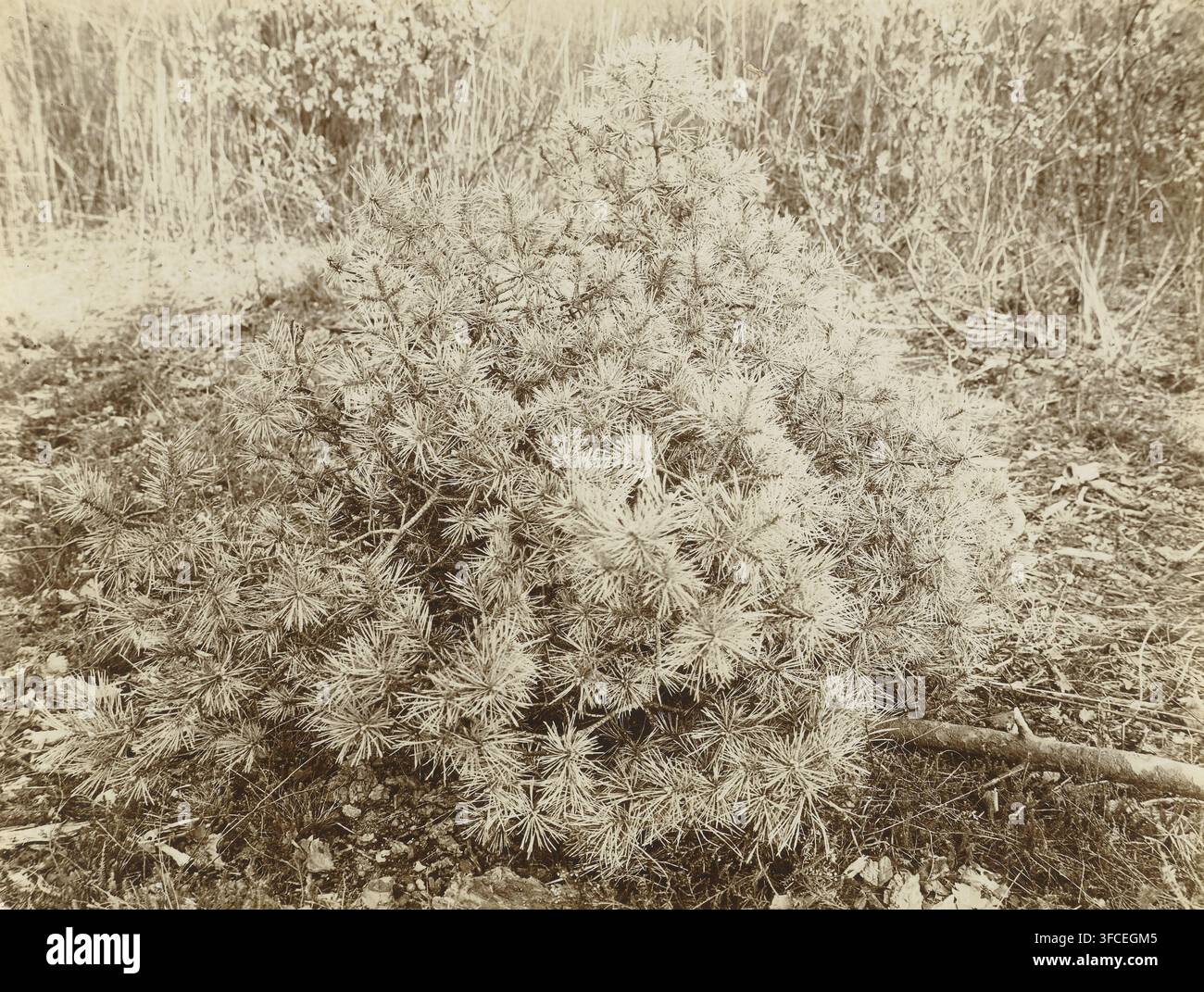 Schottische Kiefer oder Kiefer, Fotografie, Annotation: 'Schottische Kiefer oder Kiefer, Pinus silverstrus, Hexenbesen-Bildung, Selten bei Kiefern', Signatur: 'Foto, R Tepe', Fotograf: Richard Tepe, Niederlande, ca. 1900 - ca. 1930, Richard Tepe, Fotograf, Papier, Tageslicht-Gelbsilberdruck, Höhe 168 mm x Breite 221 mm., Ein dichter, niedriger Strauch mit vielen nadelartigen Büscheln füllt den Vordergrund, seine Äste breiten sich nach außen aus und sind mit stacheligem Laub bedeckt; die Pflanze wirkt blass vor einem Hintergrund aus getrocknetem Gras und dünnen Halmen, mit verstreuten Blättern und kleinen Trümmerstücken auf dem Boden um sie herum und a Stockfoto