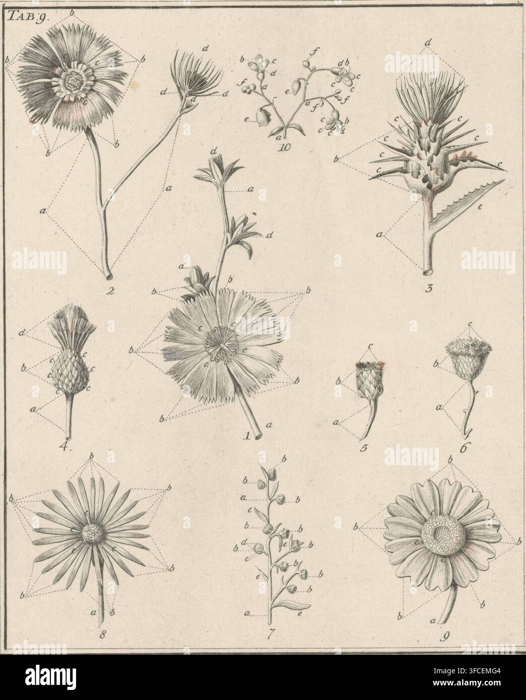 Blumen, Tafel 9, Druck, Teile von Blumen und Blumensamen. Oben links: Tafel 9., Druckgraphiker: Noach van der Meer (II), Leiden, Amsterdam, 1751 - 1822, nach Zeichnung von, Papier, Radierung, Höhe 212 mm x Breite 173 mm., Eine Sammlung detaillierter botanischer Strichzeichnungen, die über ein Blatt verteilt sind, zeigt verschiedene Blütenköpfe, Stängel, Knospen und Blattstrukturen, die in feinen monochromen Linien mit subtiler Schattierung dargestellt sind; mehrere große Gänseblümchenartige Blüten mit strahlenden Blütenblättern und texturierten Mittelblüten werden neben langgestreckten Stängeln und kleineren gebüschten Blüten dargestellt, während separate Studien geschlossene Knospen zeigen Stockfoto