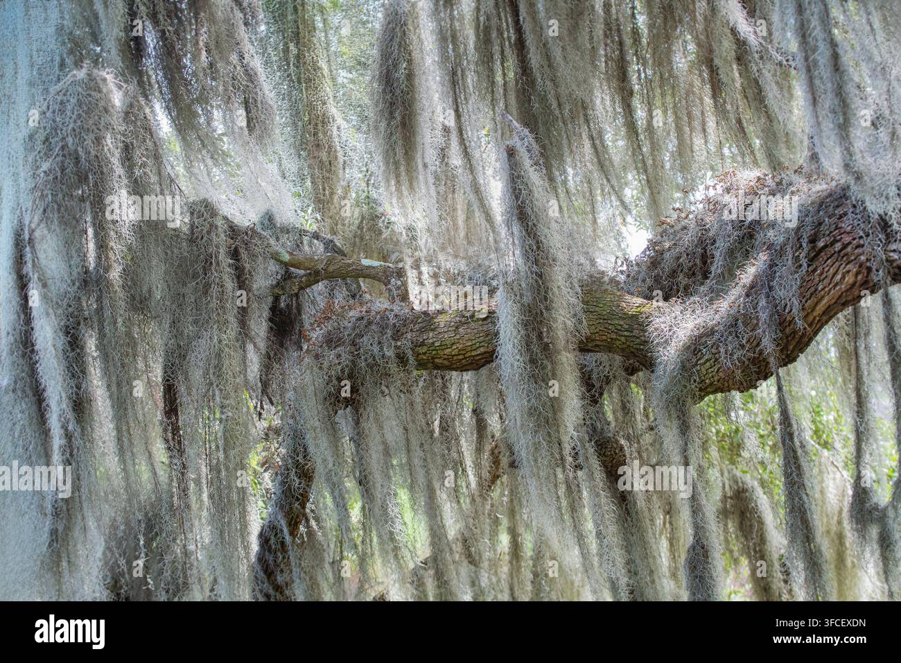 Spanisches Moos hängt von einer Eiche in South Carolina Stockfoto