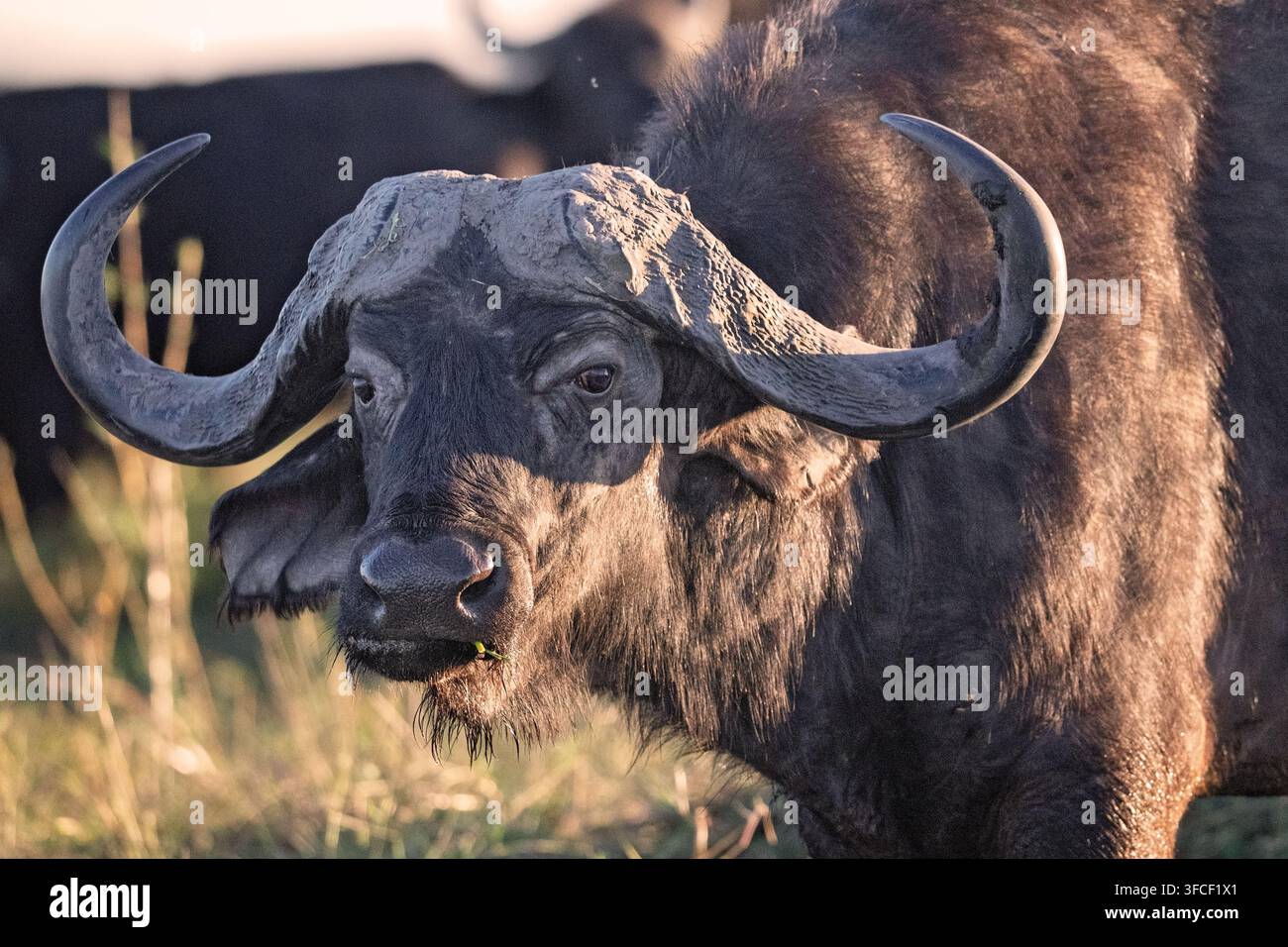 Porträt eines Wasserbüffels im Okavango-Delta Stockfoto