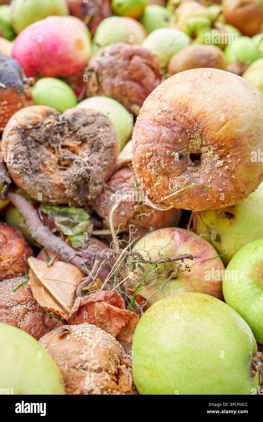 Nahaufnahme von faulen Äpfeln, selektive Schärfentiefe. Stockfoto