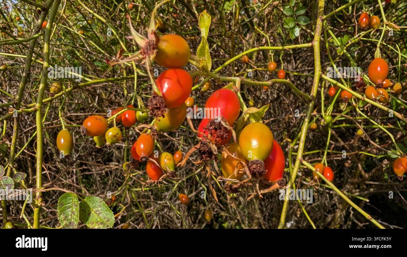 Hagebutten, die an einem dornigen Strauch im späten Sommer sonnen Stockfoto