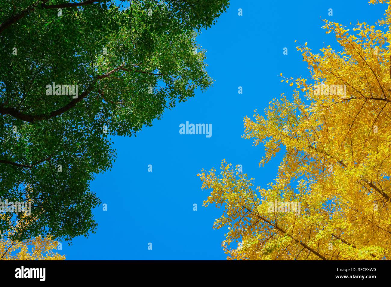 Niedrigwinklige Aufwärtsaufnahme von grünem Sommerlaub und goldgelben Herbst-Ginkgo-Zweigen, die einen hellen, klaren blauen Himmel einrahmen Stockfoto