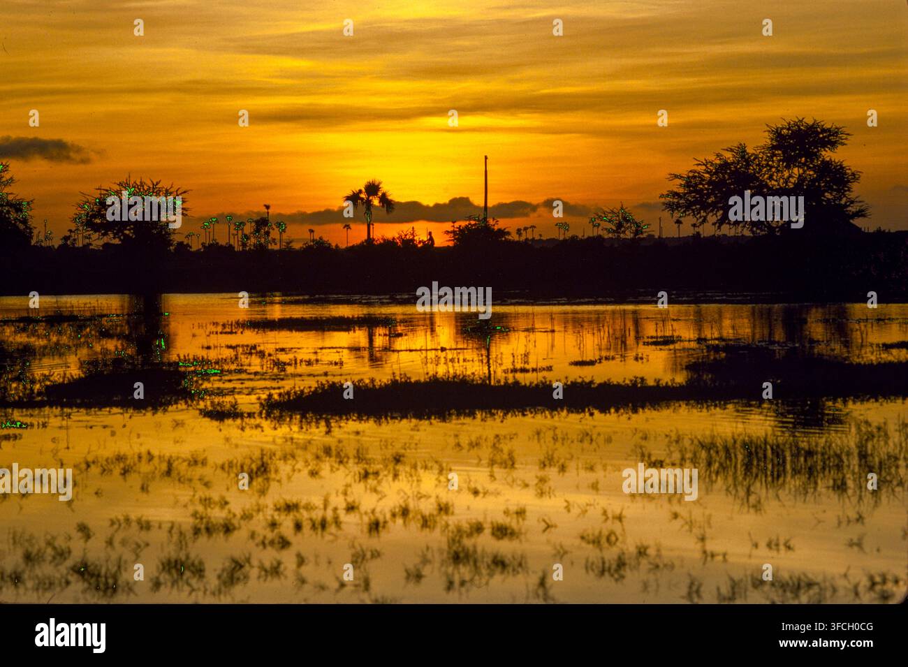 Sonnenuntergang über Reisfeldern, Provinz Takeo, Kambodscha, September 1988 Stockfoto